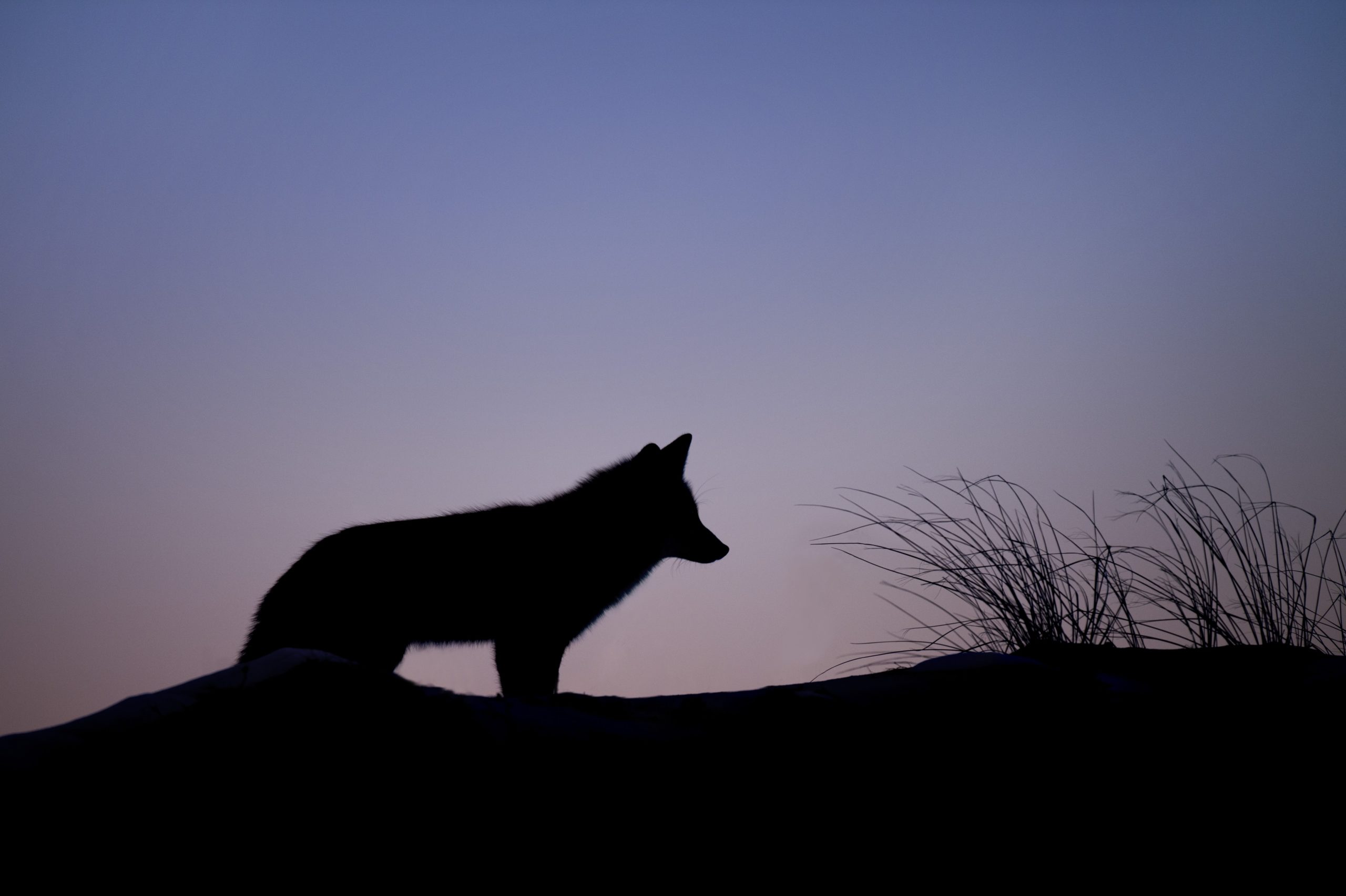 meditation-techniques-to-connect-with-your-spirit-animal-3